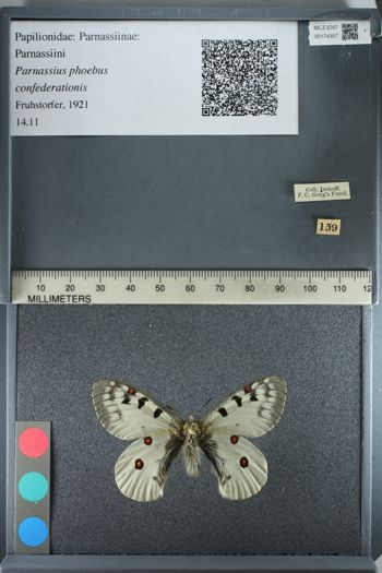 Media type: image;   Entomology 174357